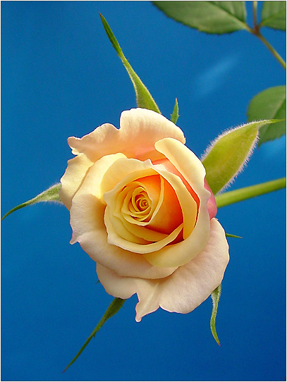 фото "Желтая роза" метки: природа, цветы