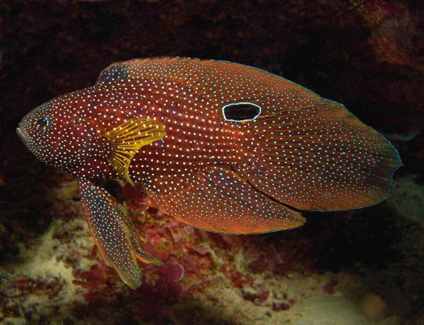 photo "Untitled photo" tags: underwater, 