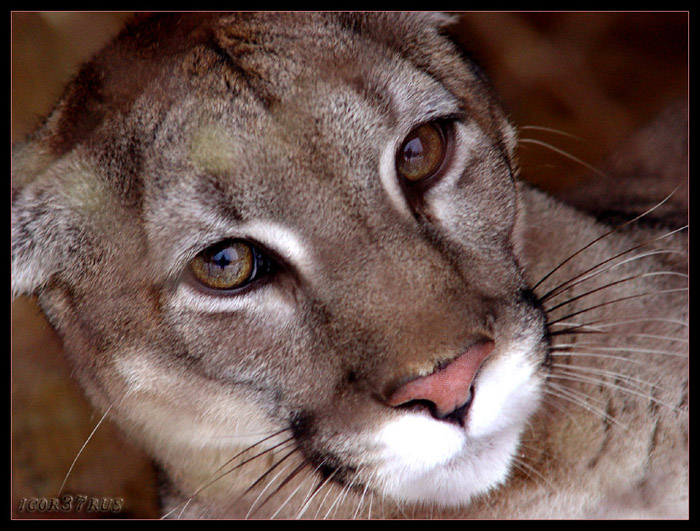 photo "" Sight-5...Puma)"" tags: nature, wild animals