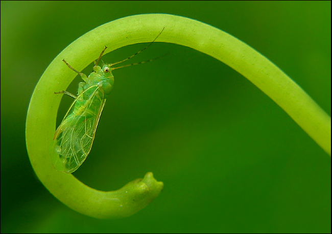 photo "5 milimetre live" tags: macro and close-up, nature, insect