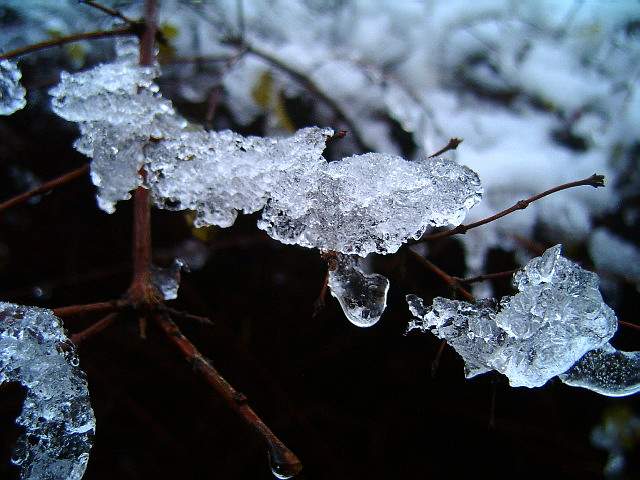 фото "Winter." метки: макро и крупный план, 