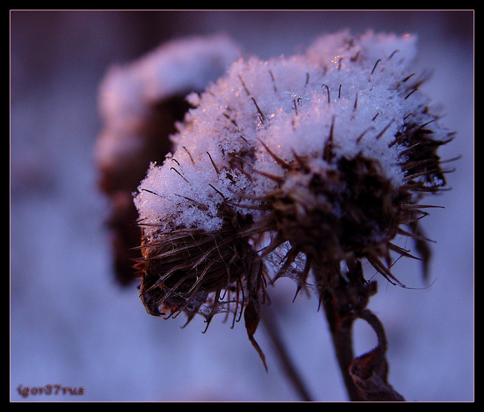 photo "" I not prickly..., I fluffy... "" tags: nature, macro and close-up, flowers