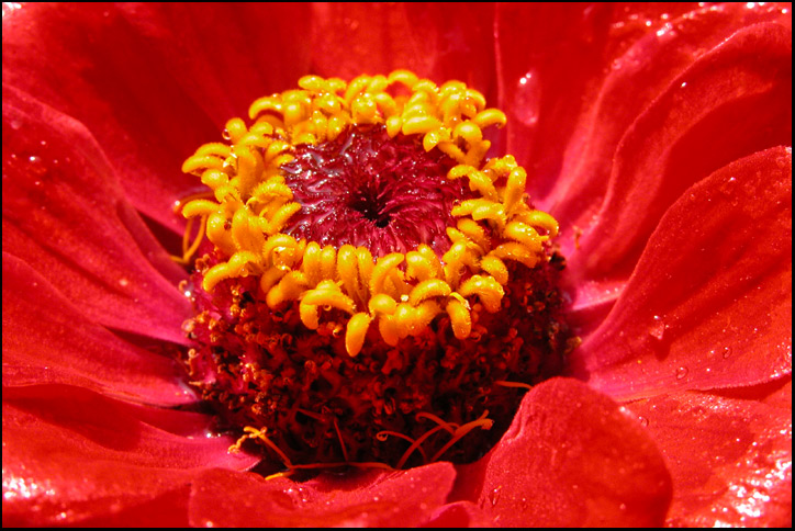 photo "After Rain" tags: macro and close-up, nature, flowers