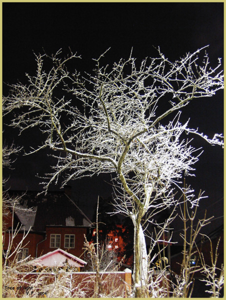 photo "Tree of light" tags: landscape, nature, flowers, night