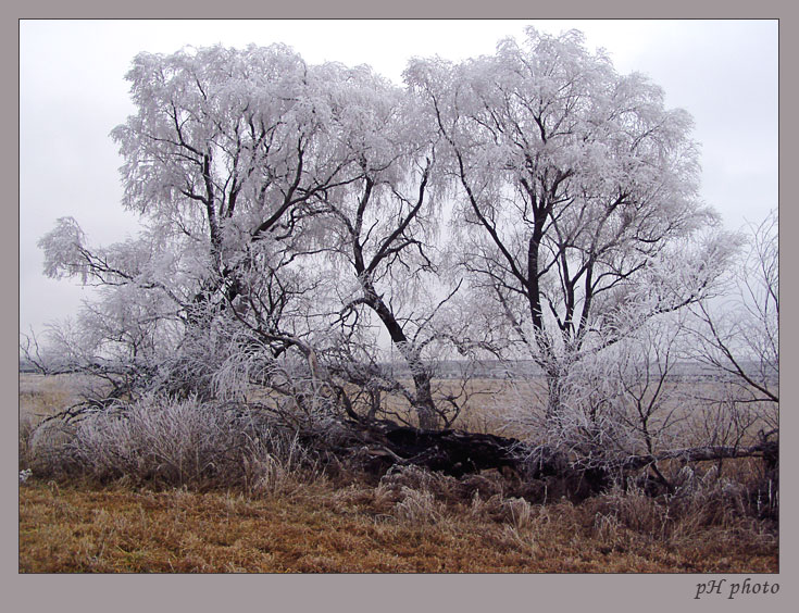 photo "gray hairs" tags: landscape, nature, flowers, winter