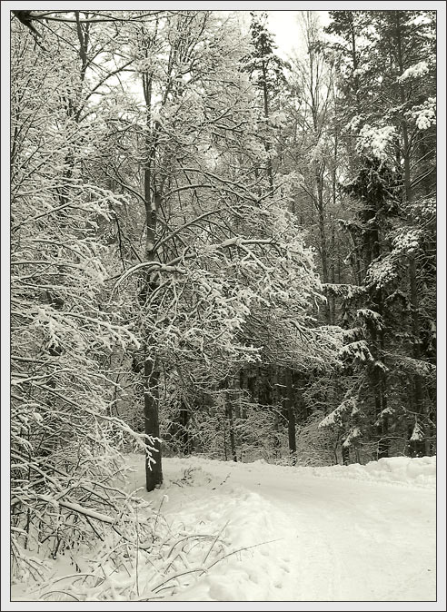 photo "Snow" tags: landscape, black&white, winter