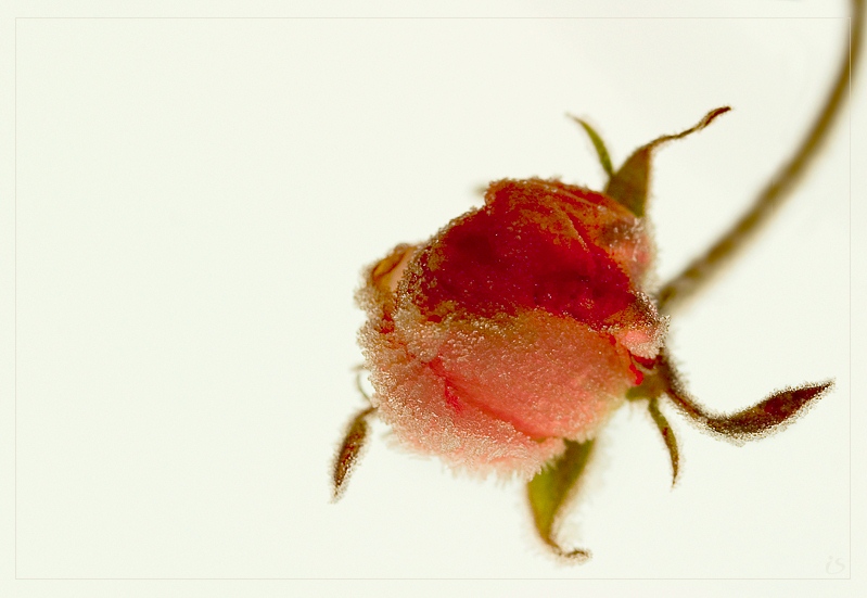 photo "The sugar rose." tags: macro and close-up, nature, flowers