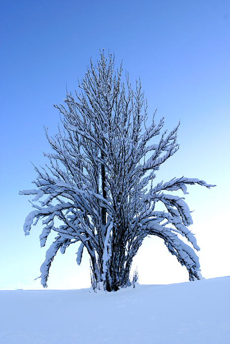 фото "The cold colour of blue" метки: природа, 