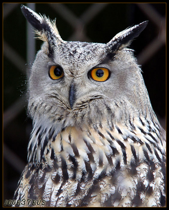 photo "" I the eagle Owl!... "" tags: nature, wild animals