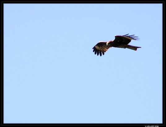 photo "Kite" tags: nature, wild animals