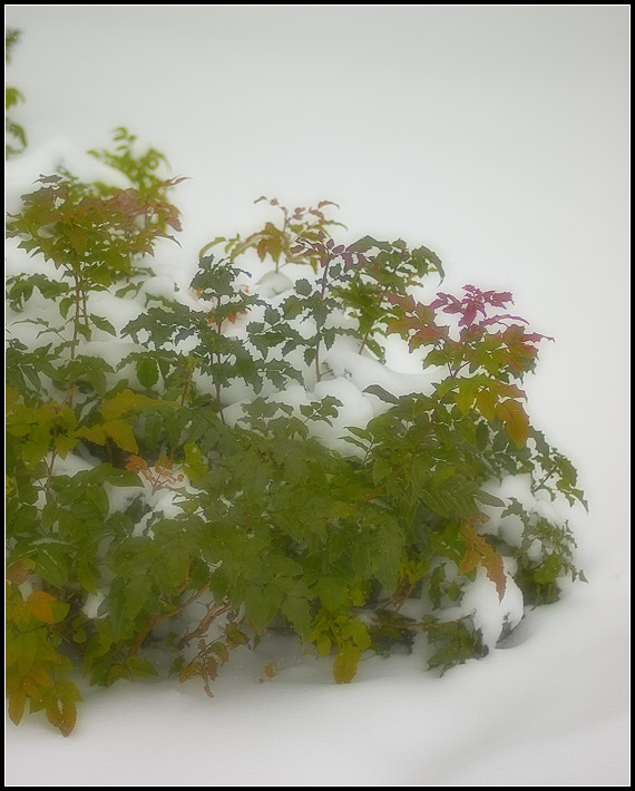 photo "Alexander`s Garden" tags: landscape, misc., winter