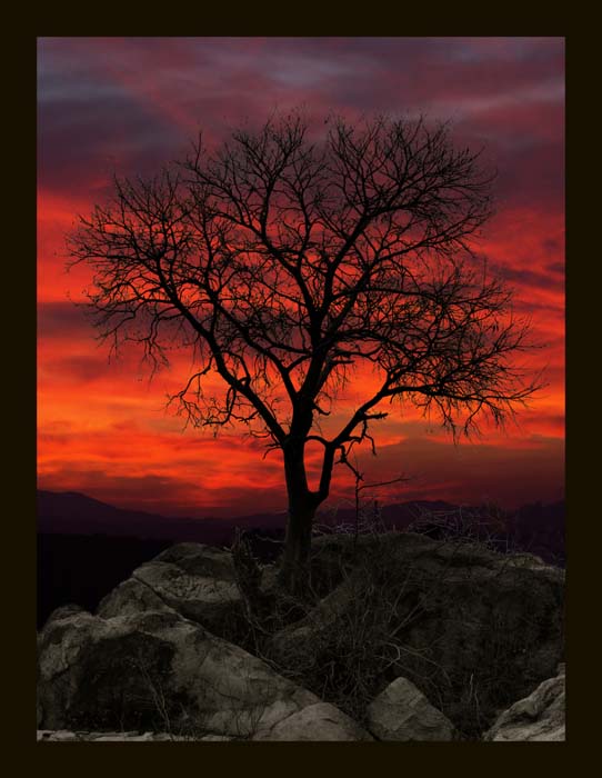 photo "tree" tags: landscape, night