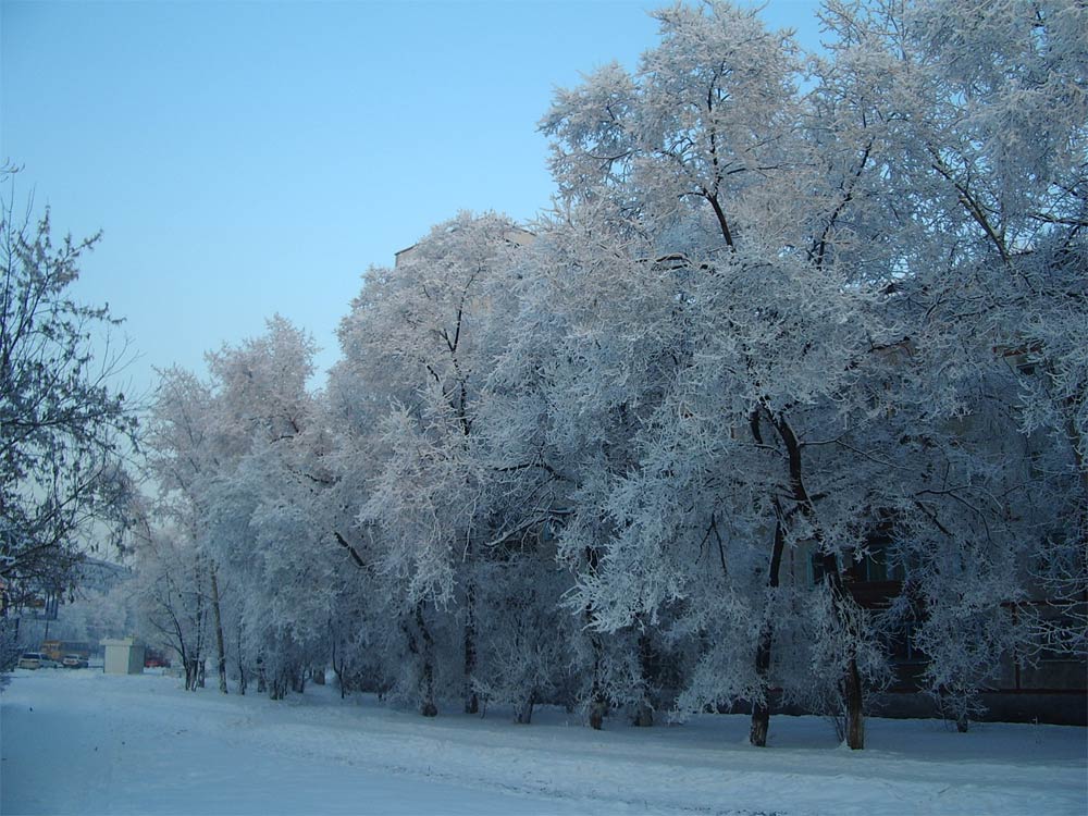 photo "Fur-trees - drank" tags: landscape, winter
