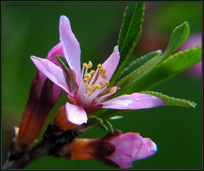 photo "Mindal" tags: macro and close-up, nature, flowers