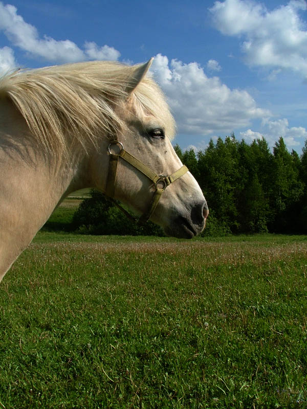 фото "Pegasas" метки: природа, домашние животные