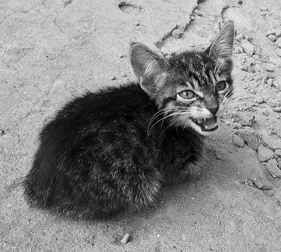photo "Tsemes Cat" tags: portrait, nature, pets/farm animals