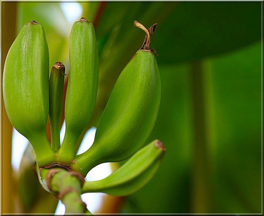 photo "Portuguese bananas" tags: nature, flowers
