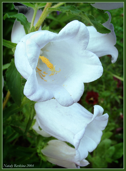 photo "Flowers" tags: nature, macro and close-up, flowers