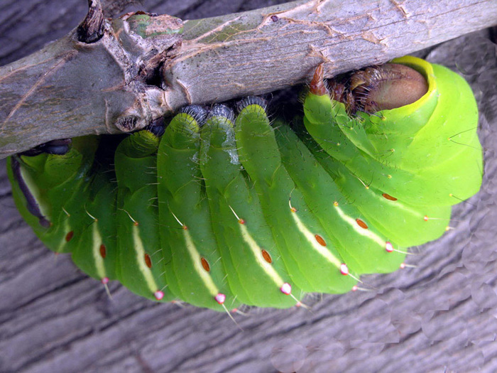 photo "prelude to metamorphosis 1" tags: nature, macro and close-up, insect