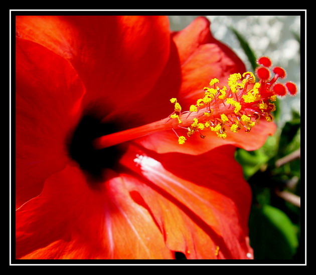 photo "Ibisco" tags: nature, flowers