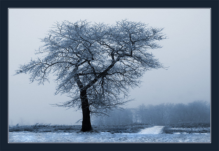 photo "Frosty Fog of December" tags: landscape, forest, winter