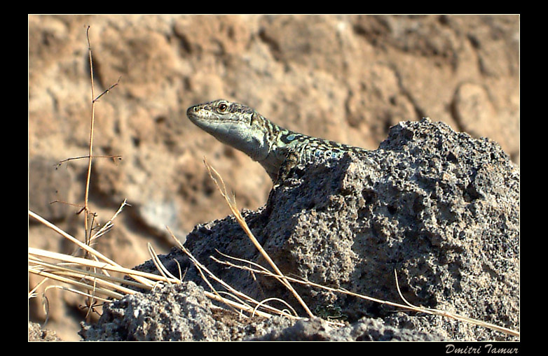 photo "have a look" tags: nature, macro and close-up, wild animals