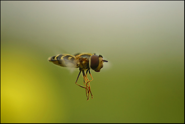 photo "raider 2" tags: macro and close-up, nature, insect