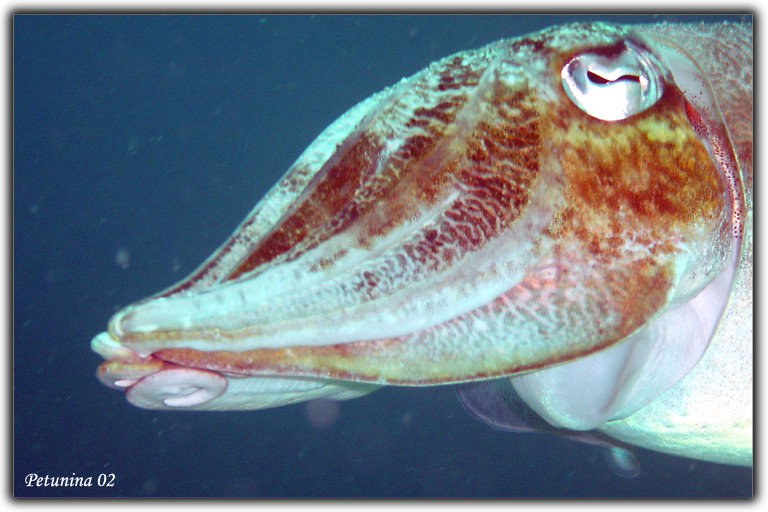 фото "Cuttle fish (near Phuket)" метки: подводные, 