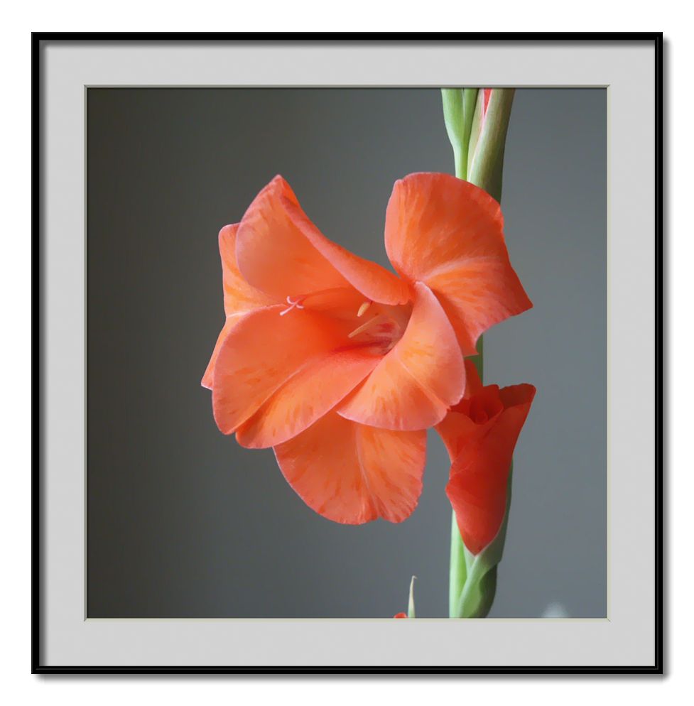 photo "Gladioli" tags: nature, flowers