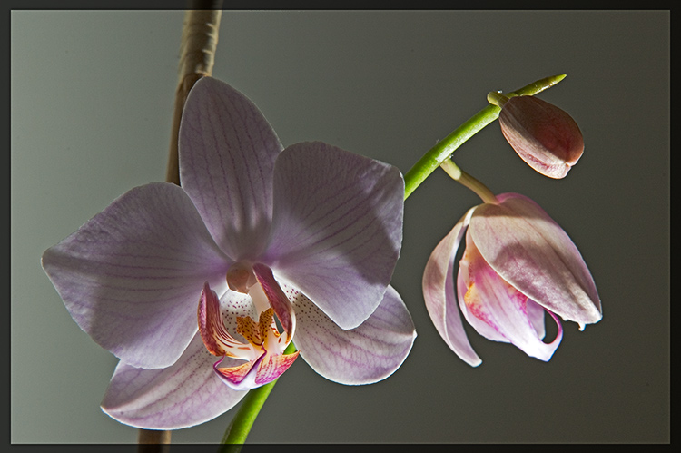 фото "Орхидеи и свет..." метки: макро и крупный план, природа, цветы