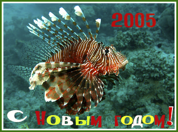 photo "Untitled photo" tags: underwater, 