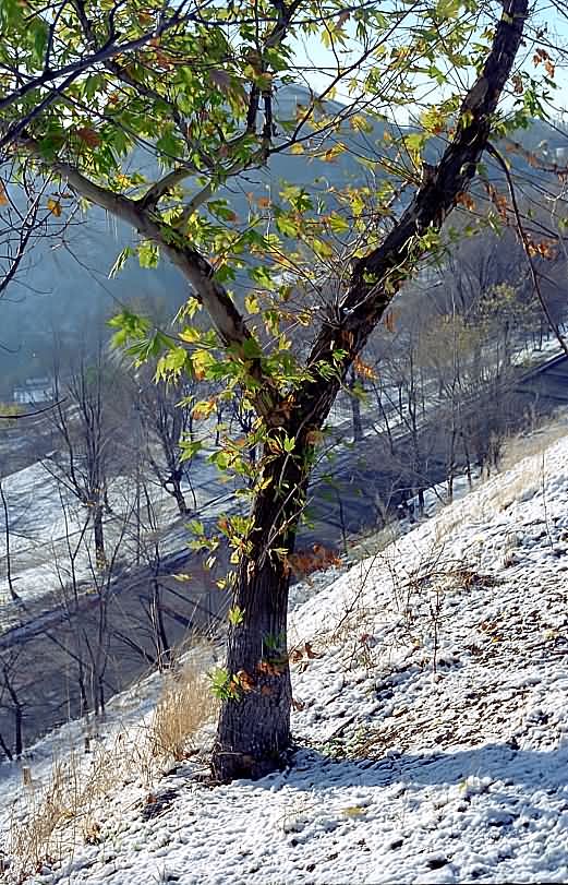 photo "Sufficient fragment..." tags: nature, landscape, flowers, winter