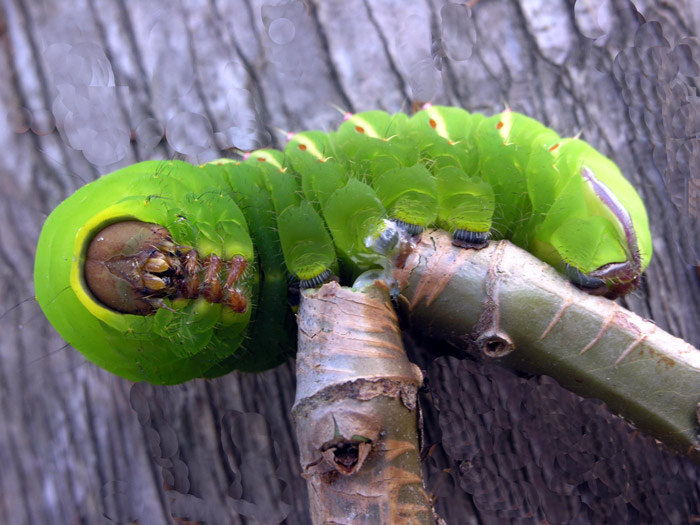photo "Face-to-face with a Polyphemus moth larva" tags: nature, macro and close-up, insect