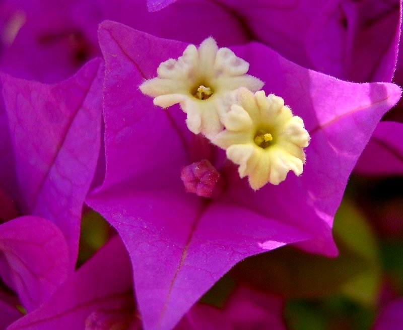 photo "Bougainvillea" tags: macro and close-up, nature, flowers
