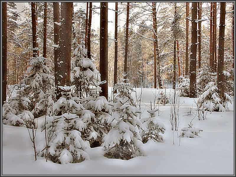 photo "***" tags: landscape, forest, winter