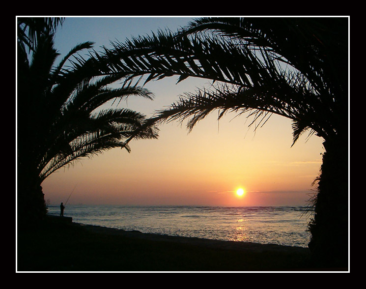 photo "in between palms" tags: landscape, sunset