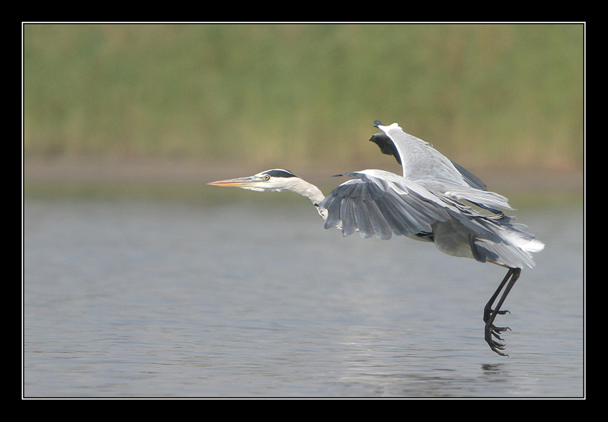 photo "Serial Killer - Grey Heron - Ardea cinerea" tags: nature, wild animals