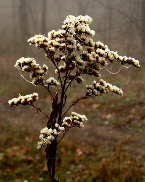 photo "Old flower with silver thread" tags: nature, flowers