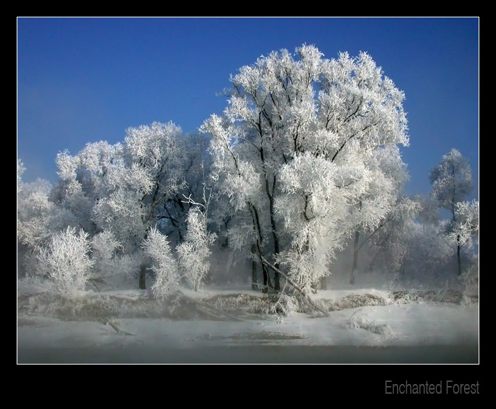 фото "Заколдованный лес" метки: пейзаж, зима, лес