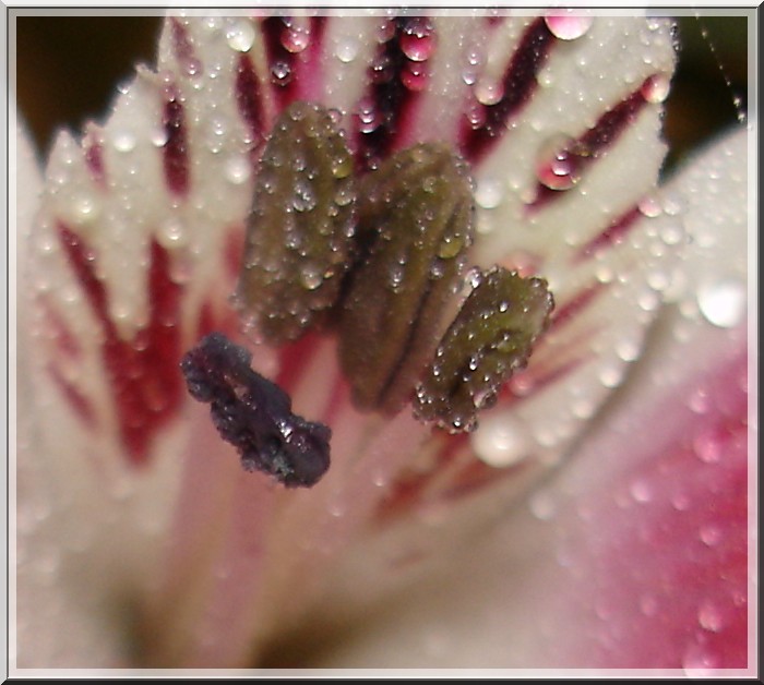 фото "Орхидея" метки: макро и крупный план, природа, цветы