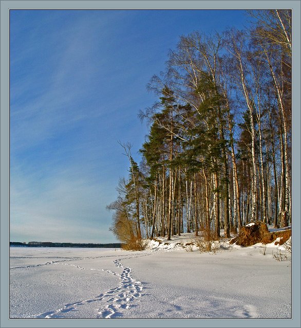 photo "Sunshine winter picture" tags: landscape, forest, winter