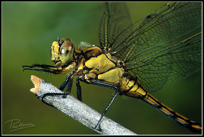 photo "Odonata" tags: nature, macro and close-up, insect