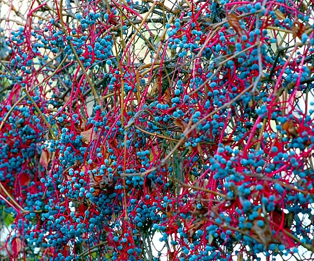 фото "Красно-голубая композиция" метки: природа, пейзаж, осень, цветы
