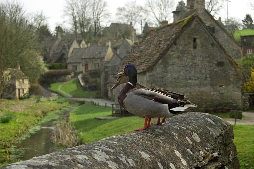 photo "Two from Oxfordshire" tags: genre, nature, wild animals