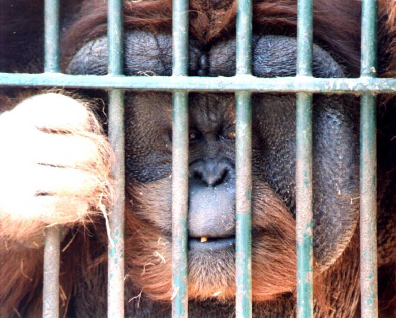 photo "Life behind bars" tags: nature, portrait, wild animals