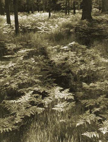 фото "Woodland Carpet" метки: пейзаж, весна