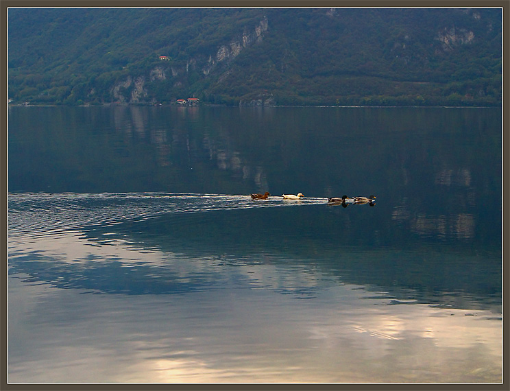 photo "Family walks" tags: nature, landscape, autumn, wild animals