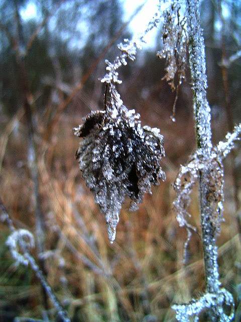photo "Iceflower." tags: nature, 