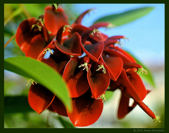 photo "The Red Flower" tags: nature, flowers