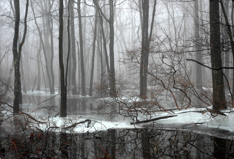 фото "Fog" метки: пейзаж, зима